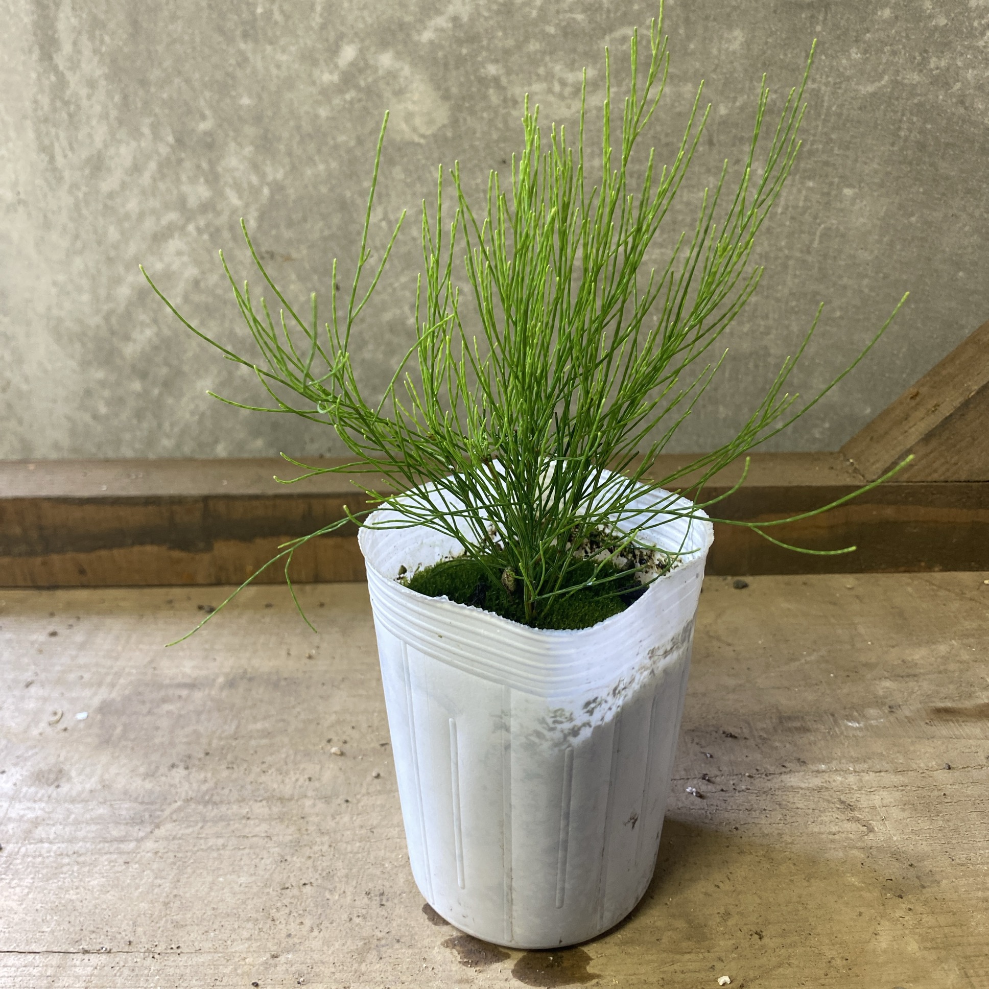 楽天市場】カスアリナ タマモクマオウ 6号ポット苗 : 苗木部 by 花