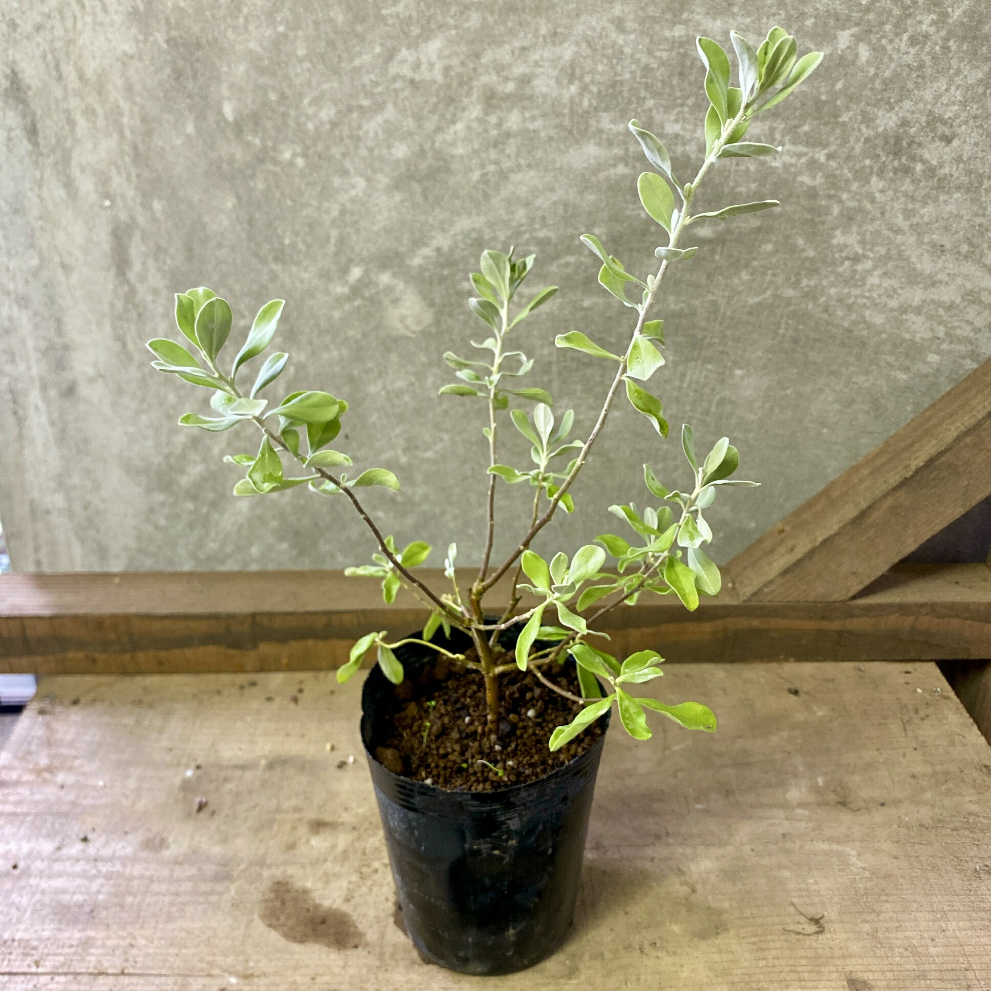 楽天市場】庭木・植木 レウコフィルム（レウコフィラム/テキサスセージ