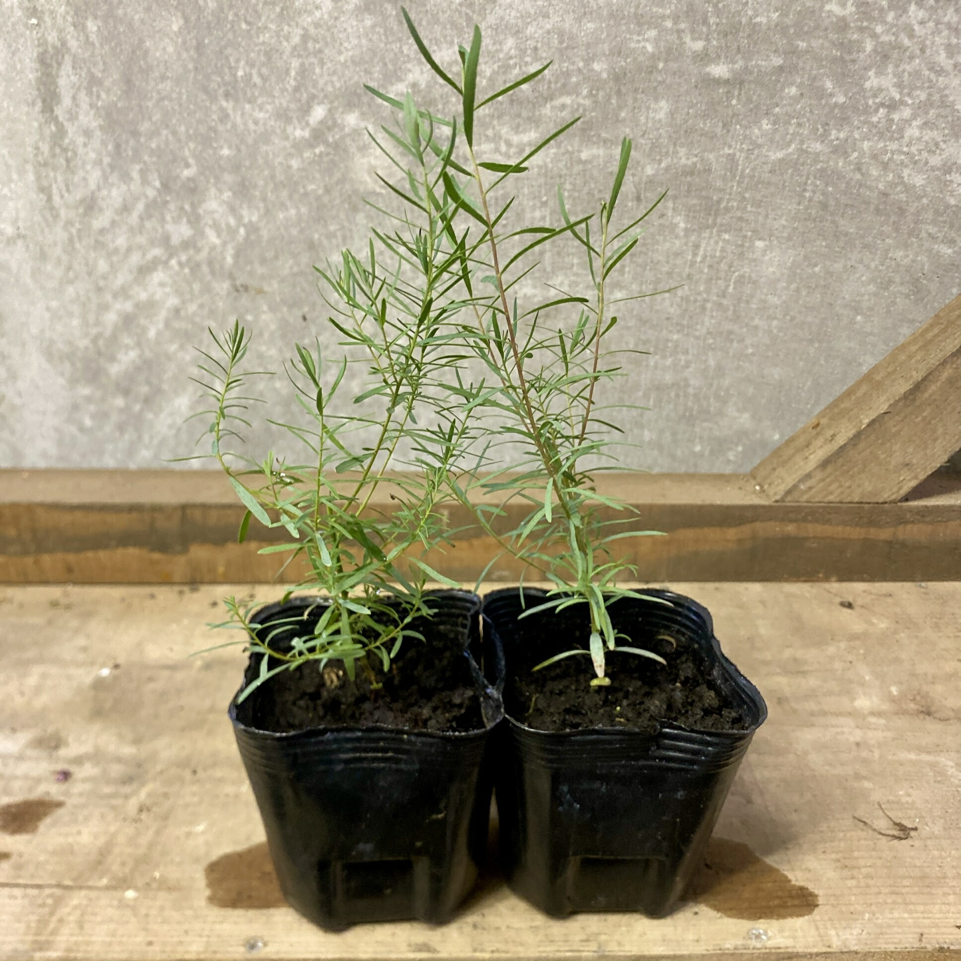 楽天市場】ユーカリの木 【グロブラス】 3号ポット苗 : 苗木部 by 花