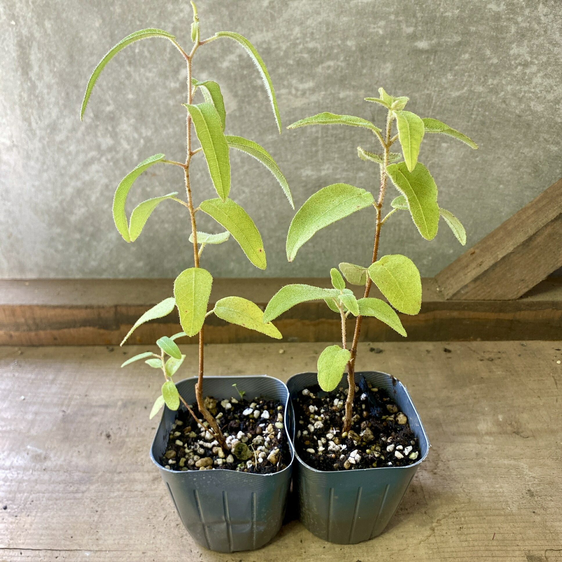 楽天市場】【レモンユーカリ】 ユーカリの木 3号ポット苗 : 苗木部