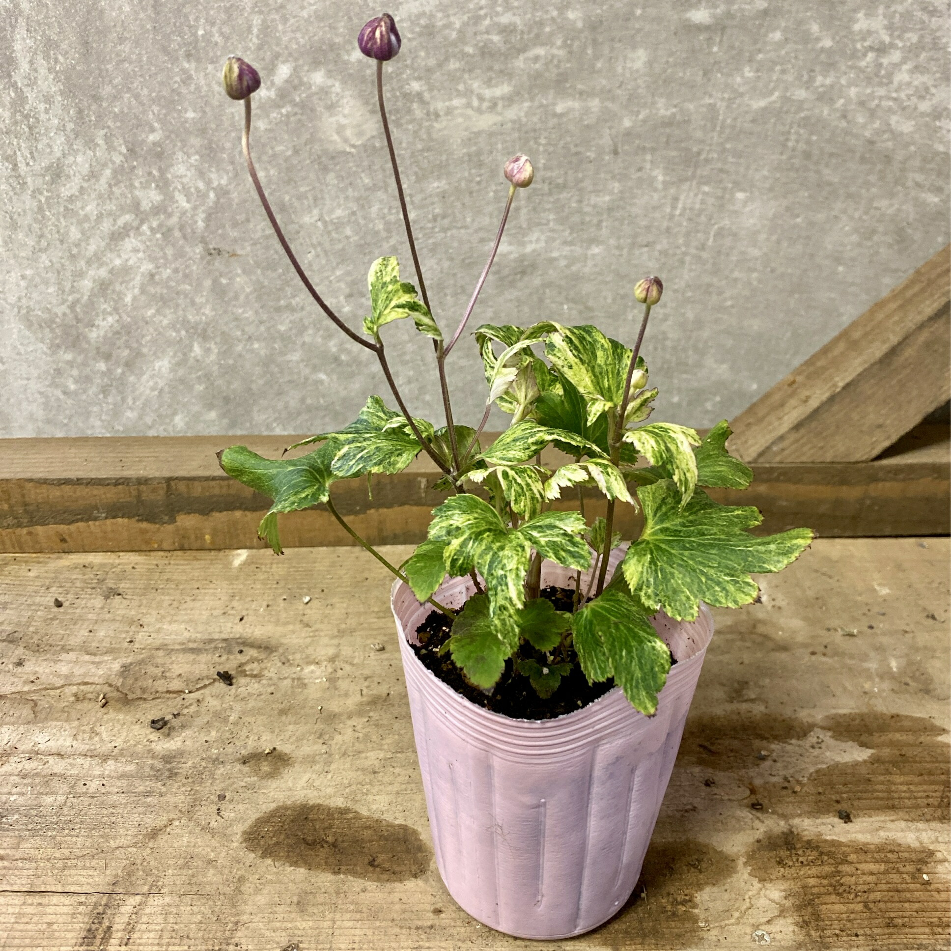 楽天市場】秋明菊（シュウメイギク） 初恋（ハツコイ） ピンク八重 3.5