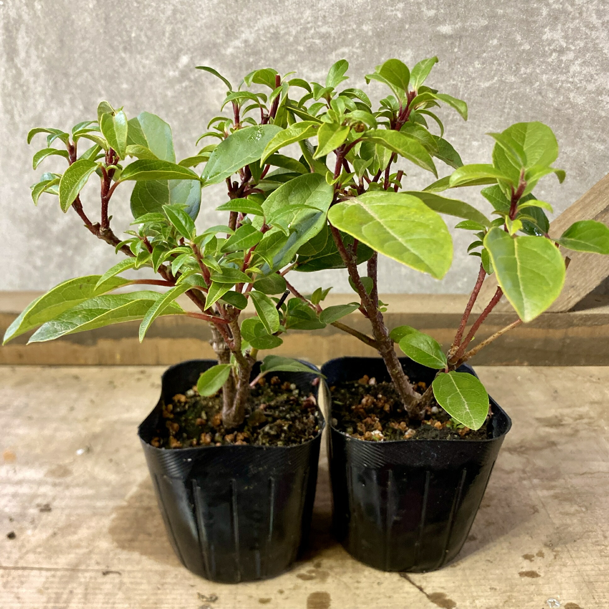 楽天市場】庭木・植木 フェニックス・シルベストリス（シルバーデーツ