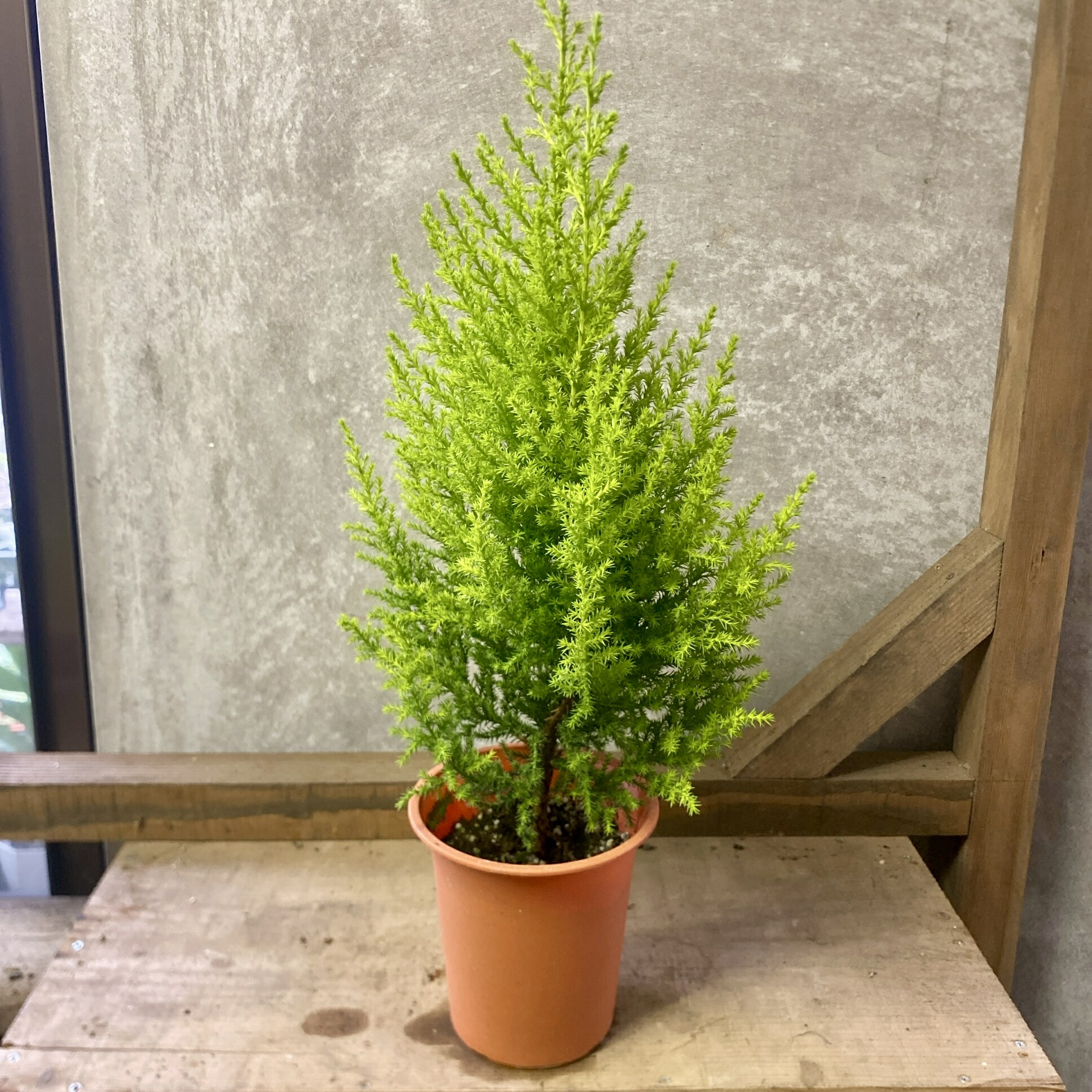 楽天市場】【ゴールドライダー】 コニファー 5号ポット苗 庭木 生垣