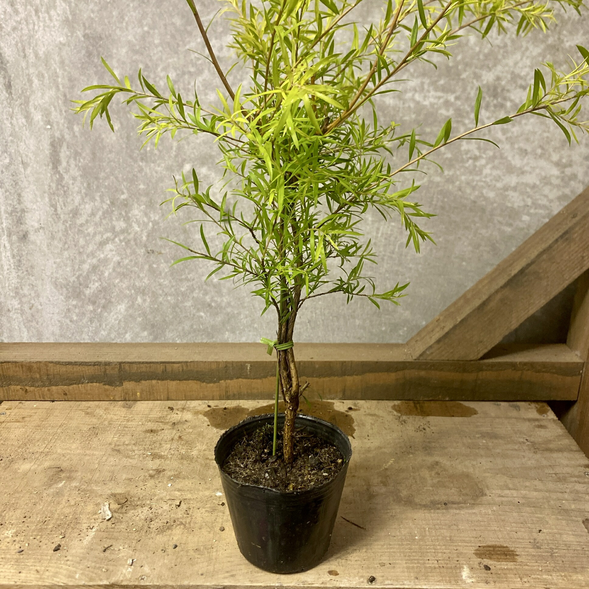 メラレウカ レボリューションゴールド 特大株 130cm❗美形 ティー