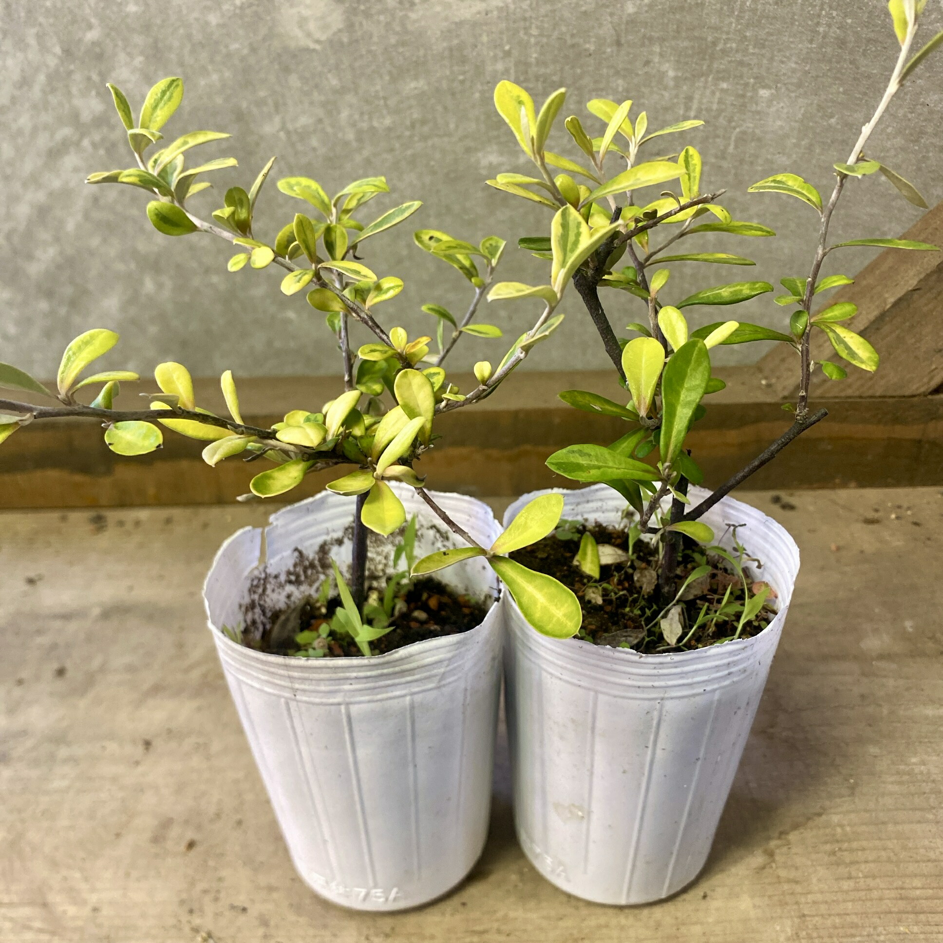 楽天市場】コロカシア 【ビッグディッパー】 4号ポット苗 : 苗木部