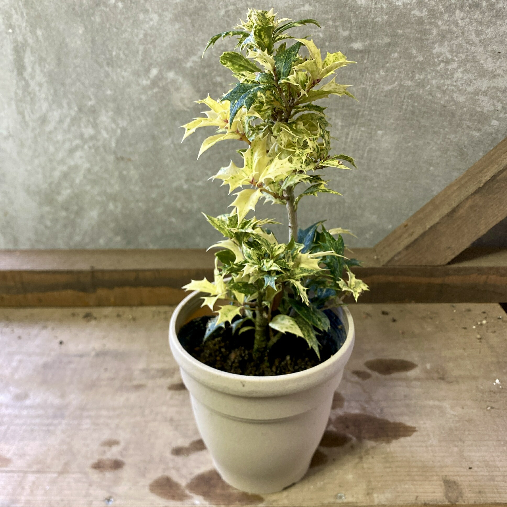 ひいらぎ ページ 楽天市場】【斑入り柊（フイリヒイラギ）縞柊（シマヒイラギ）】樹高