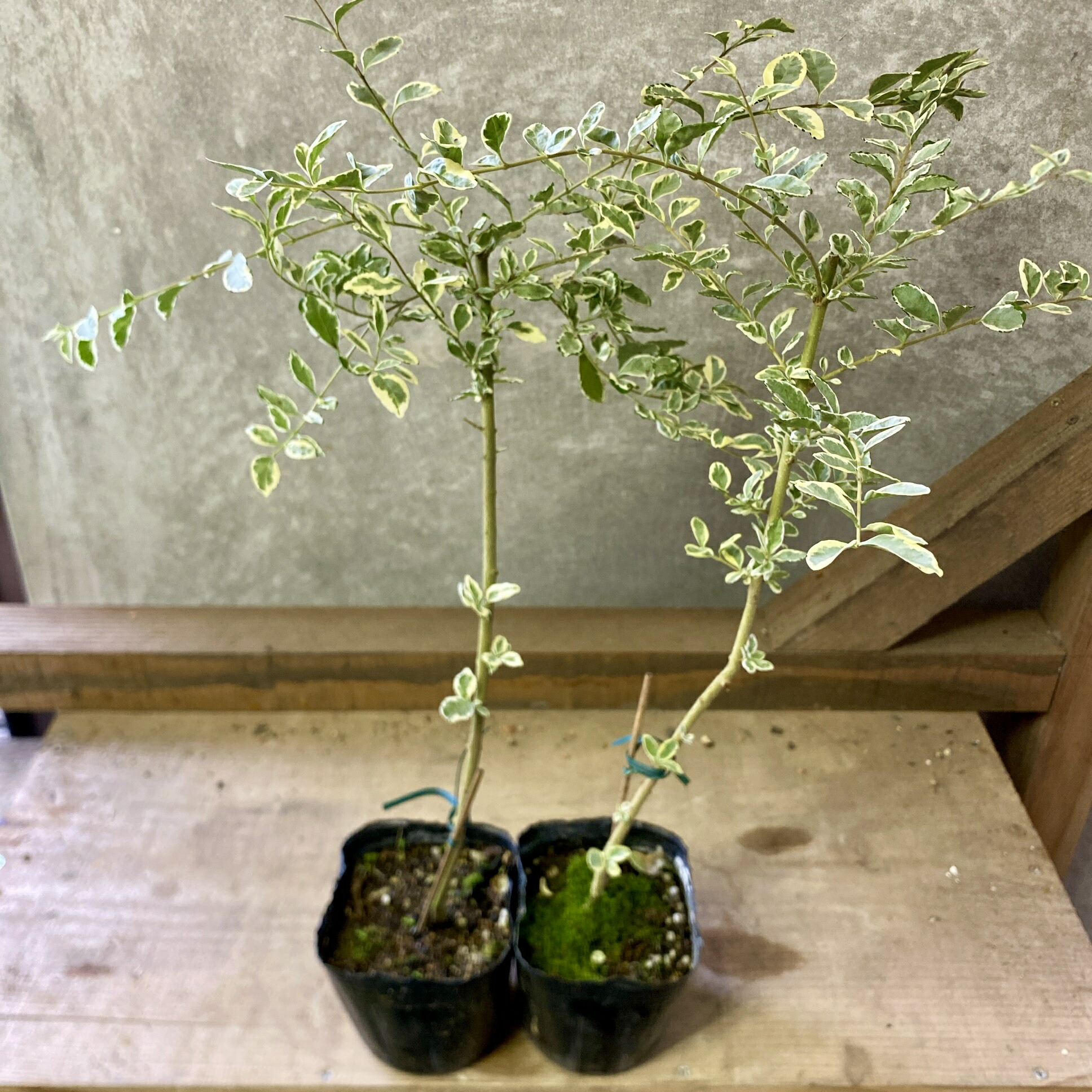 楽天市場】世界一重い木 リグナムバイダ（リグナムバイタ） 2号ポット