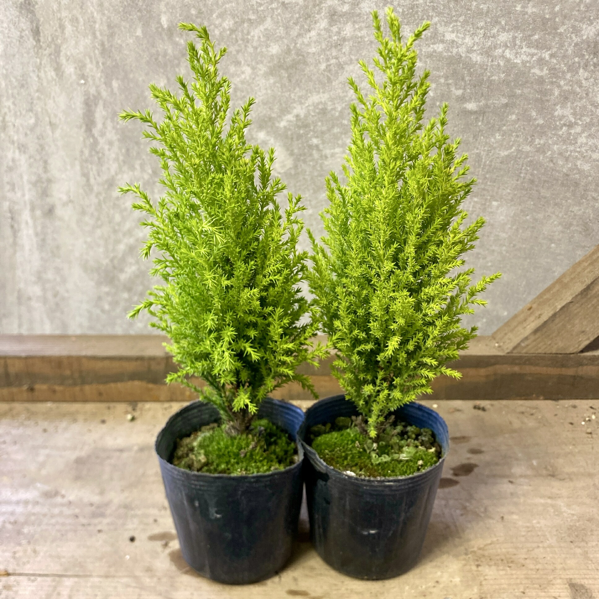 楽天市場】コニファー ムーングロウ 1.6m : 千草園芸