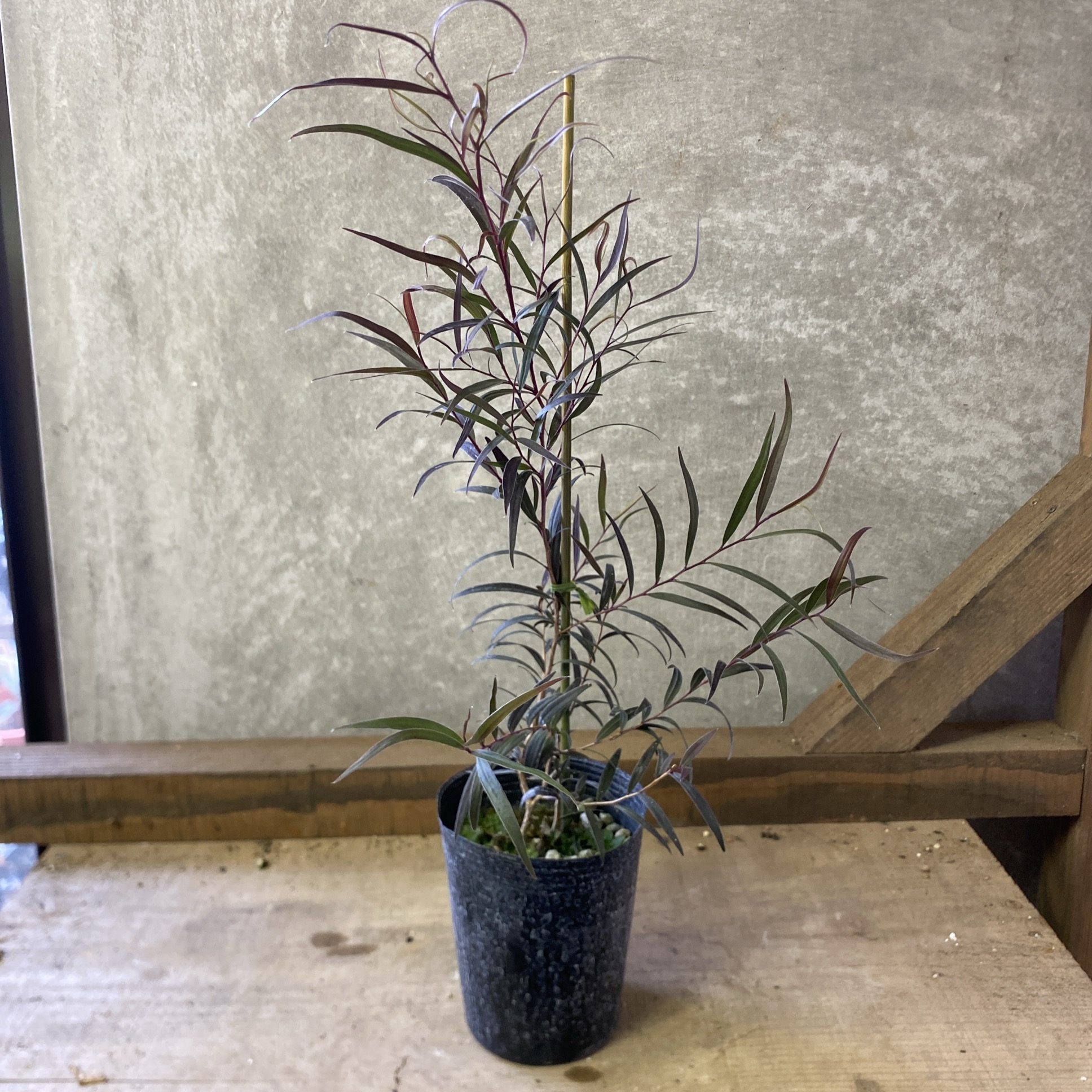 楽天市場】アゴニス フレクソーサ ブラックユーカリ 15cm鉢 : アリス