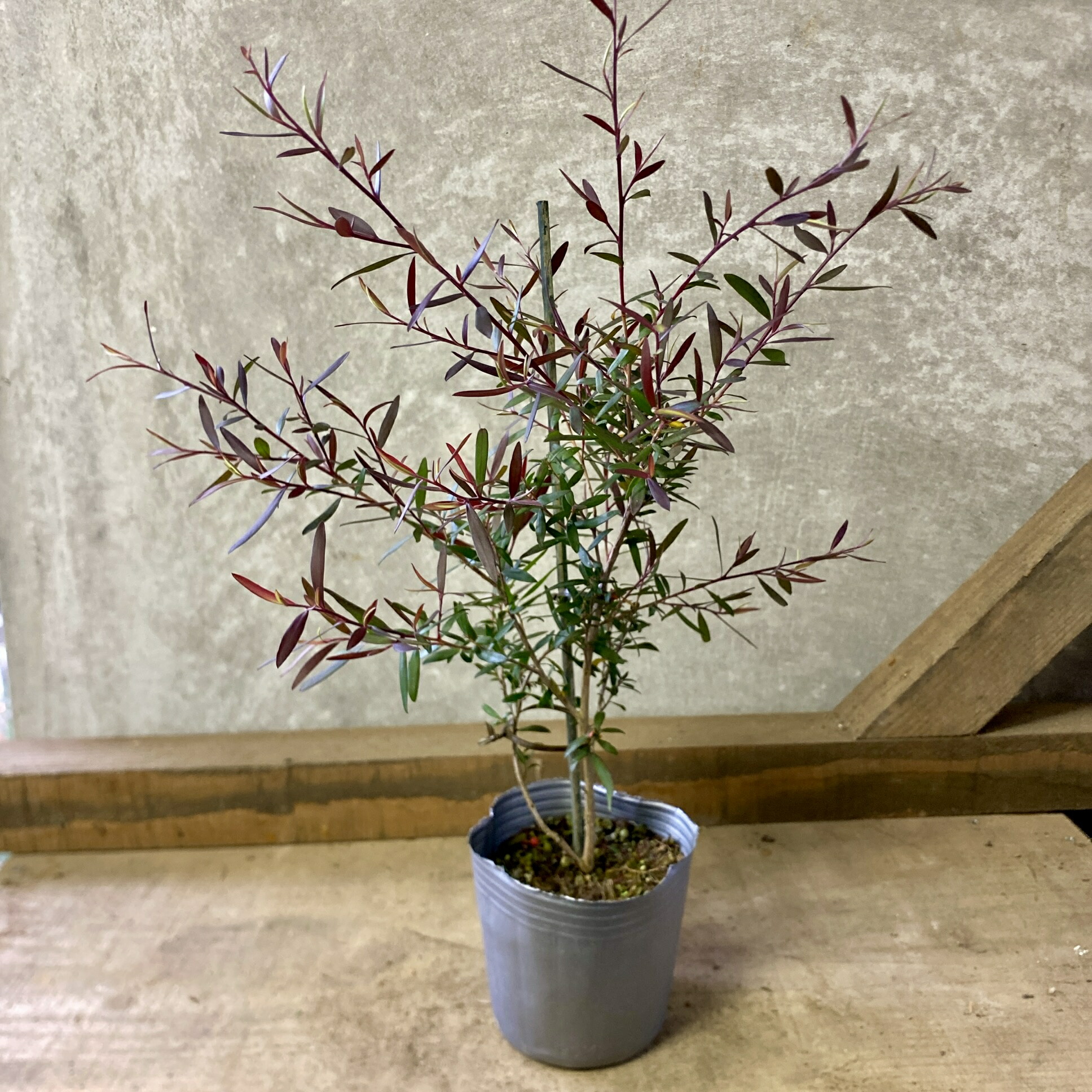 楽天市場】カッパーグロー レプトスペルマム 樹高1.0m前後(鉢底から) 7