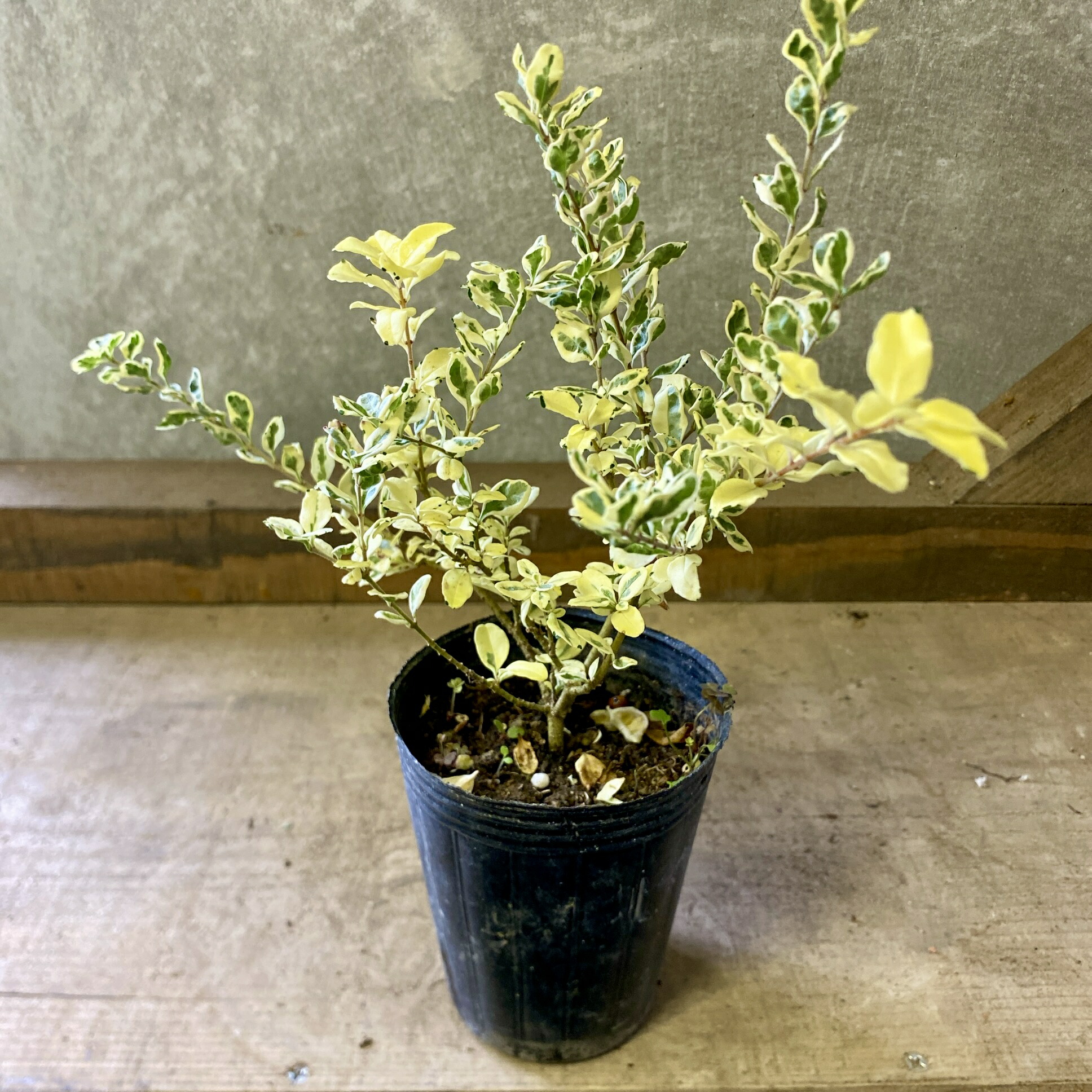 楽天市場】世界一重い木 リグナムバイダ（リグナムバイタ） 2号ポット