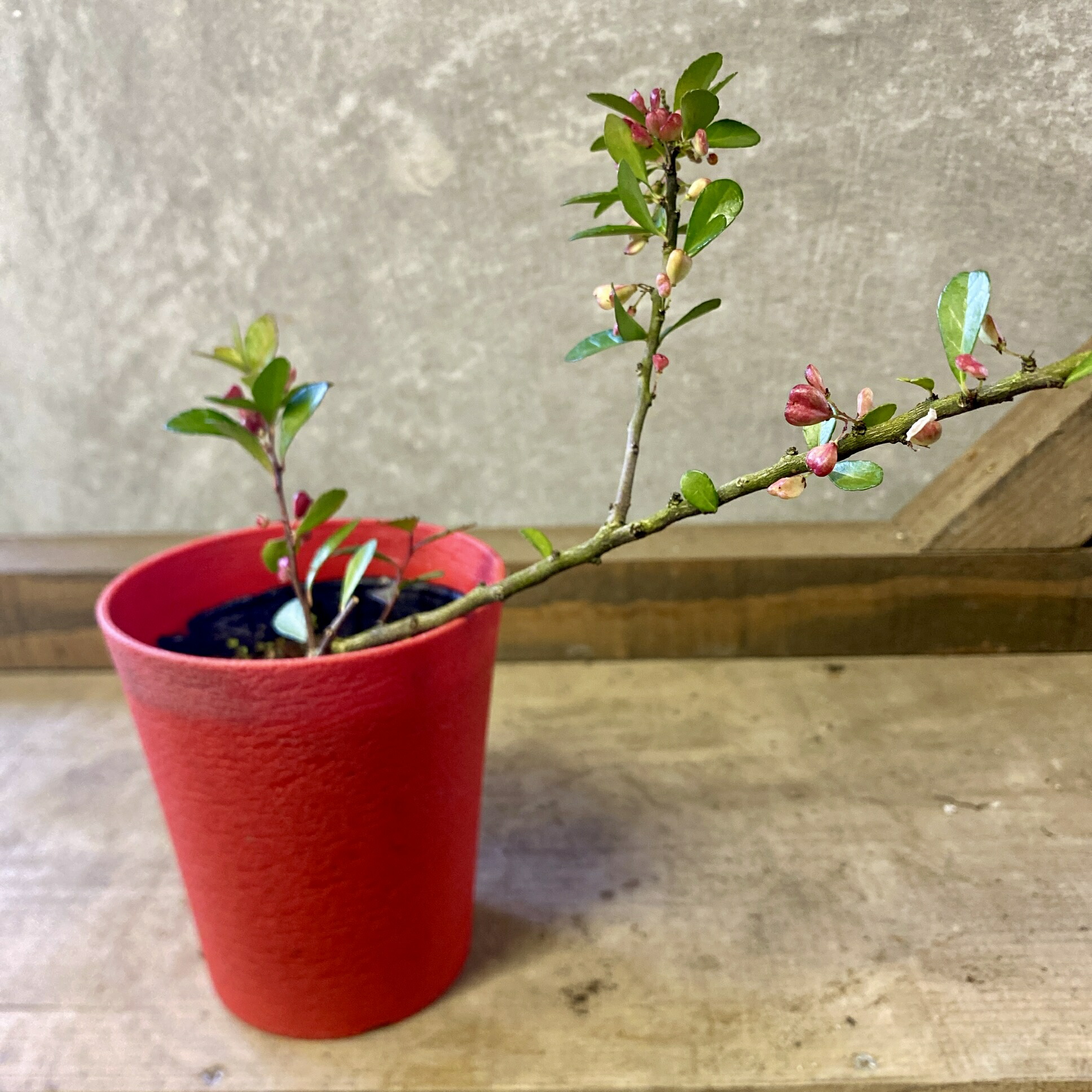 楽天市場】マサキ 常緑 ハートが実る木 『 ハートツリー 』 10.5cm