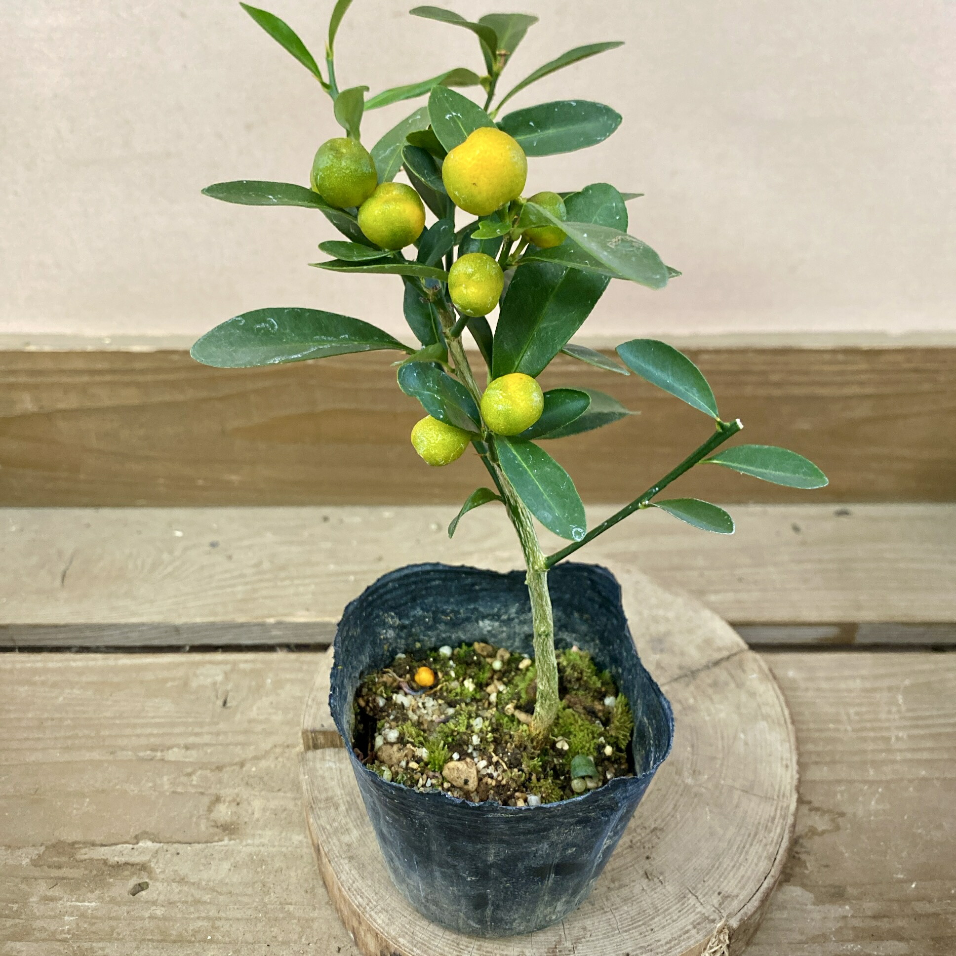 楽天市場】苗：キンズ（金豆）きんず 金豆柑 きんずかん : 遊恵盆栽