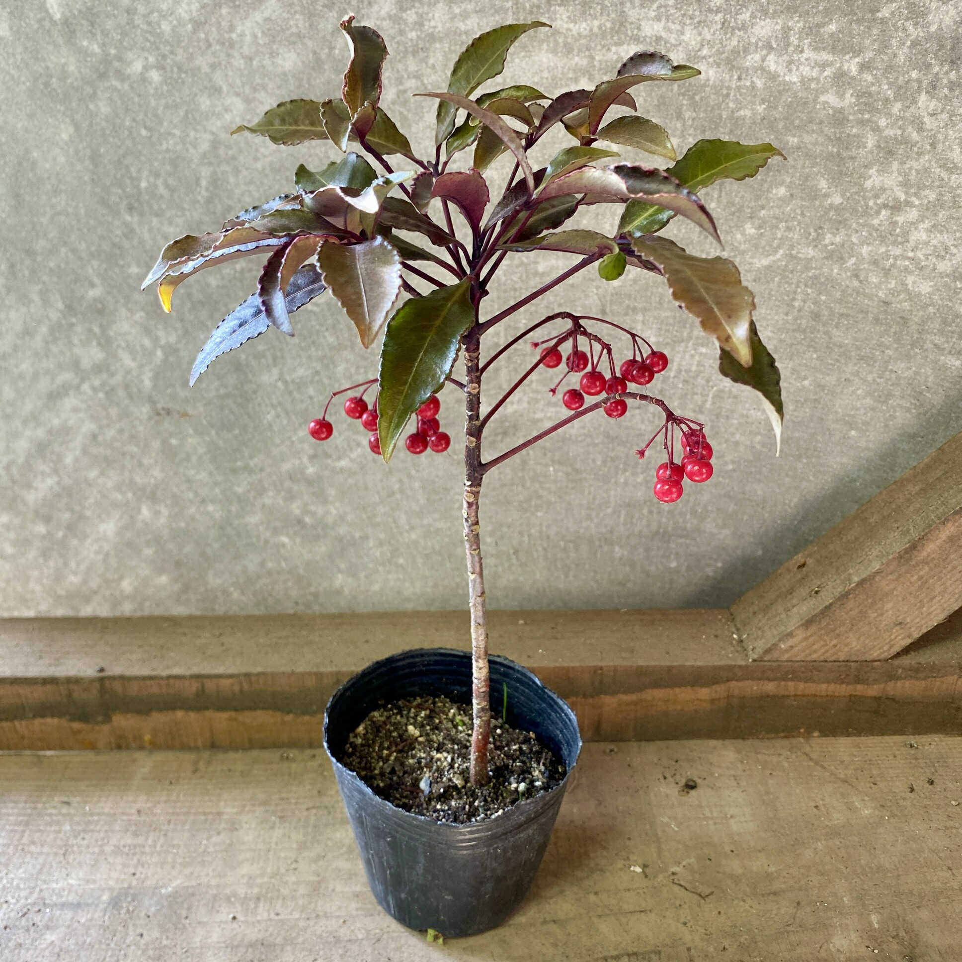 苗木　万両　紅孔雀画像