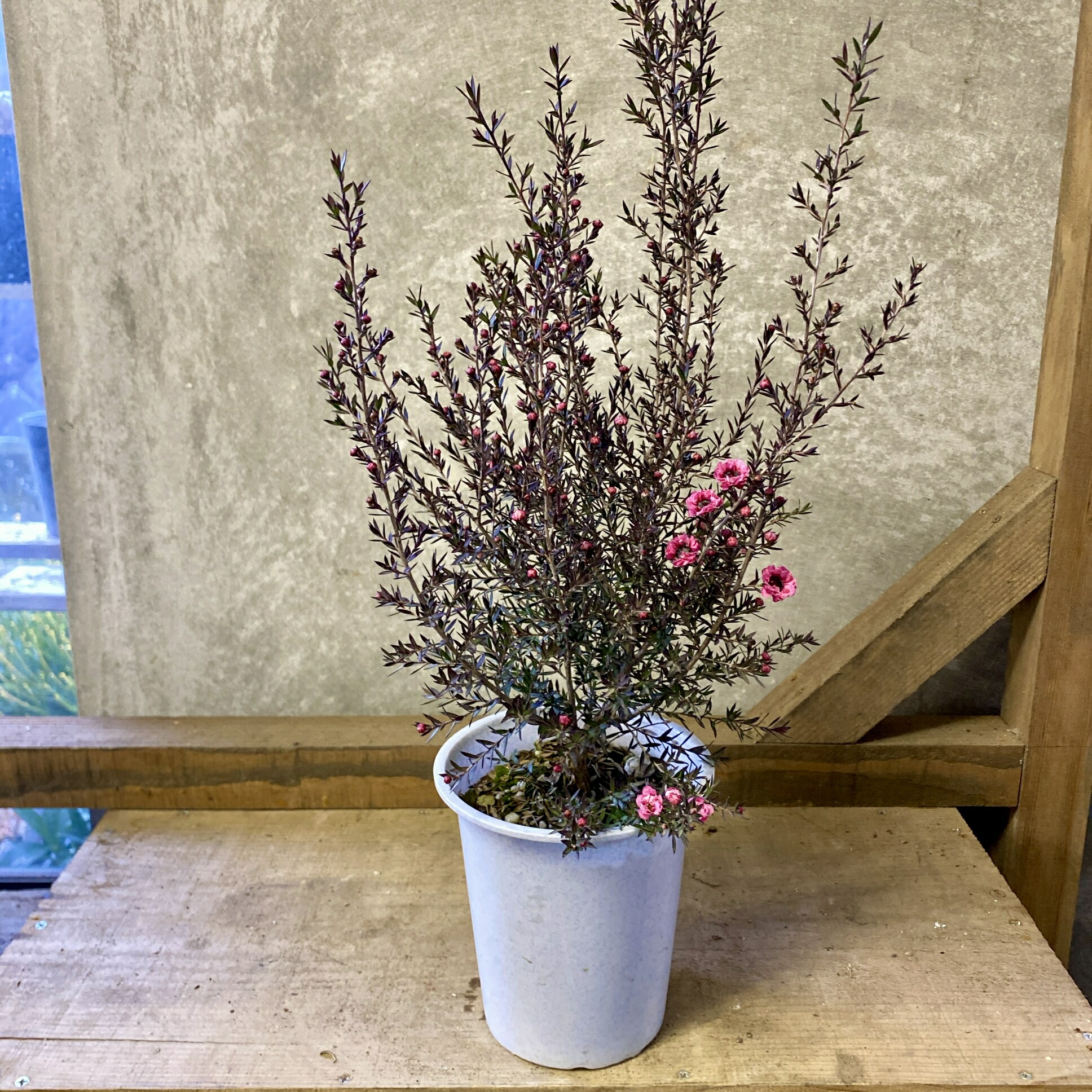 楽天市場】ギョリュウバイ ピンク系八重咲き 丸型 4号苗（b20） : 千草園芸