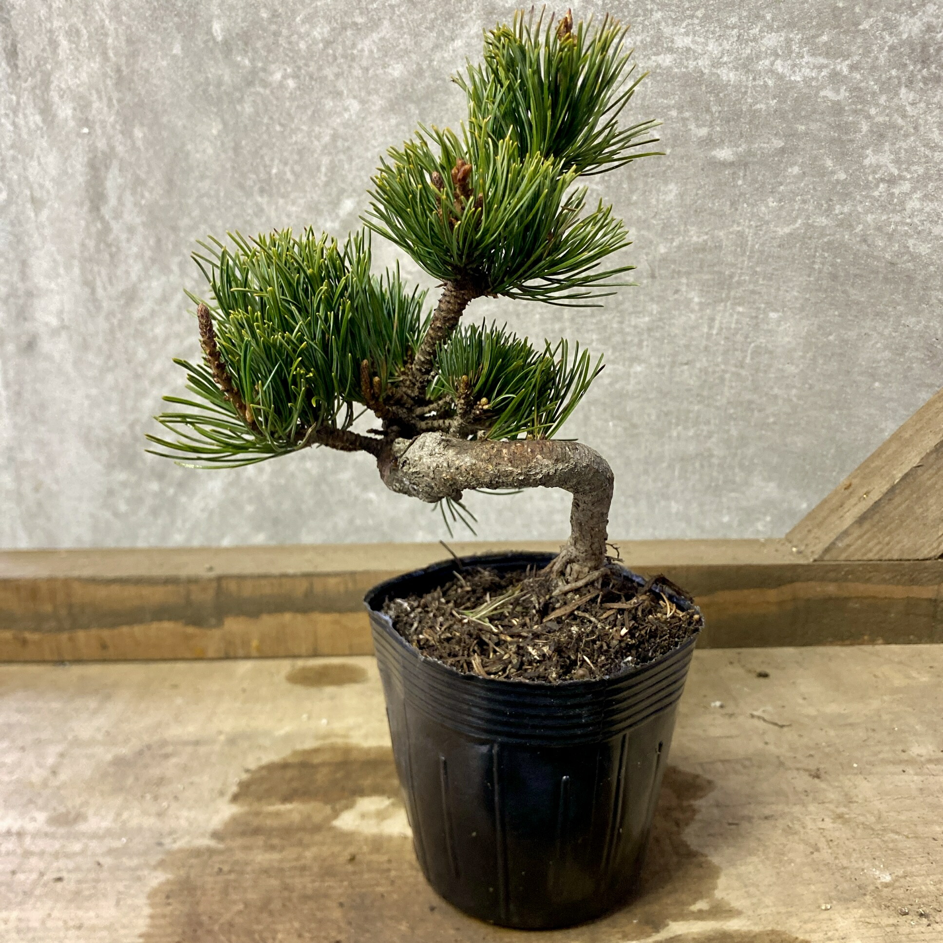 五葉松の人気者　福島の峰吾妻 五葉松の人気者 福島の峰吾妻 【公式通販】