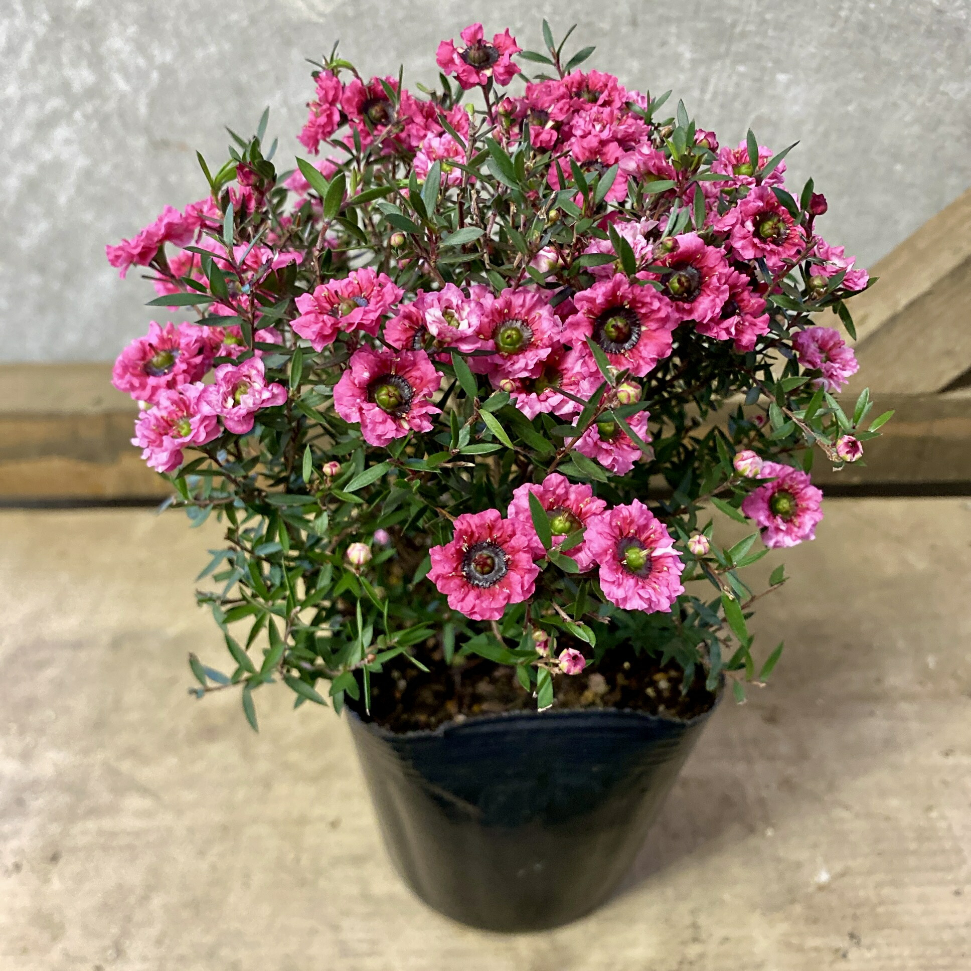 楽天市場】多肉植物 yukセンペルビウム 紅夕月 6cmポット : フラワー