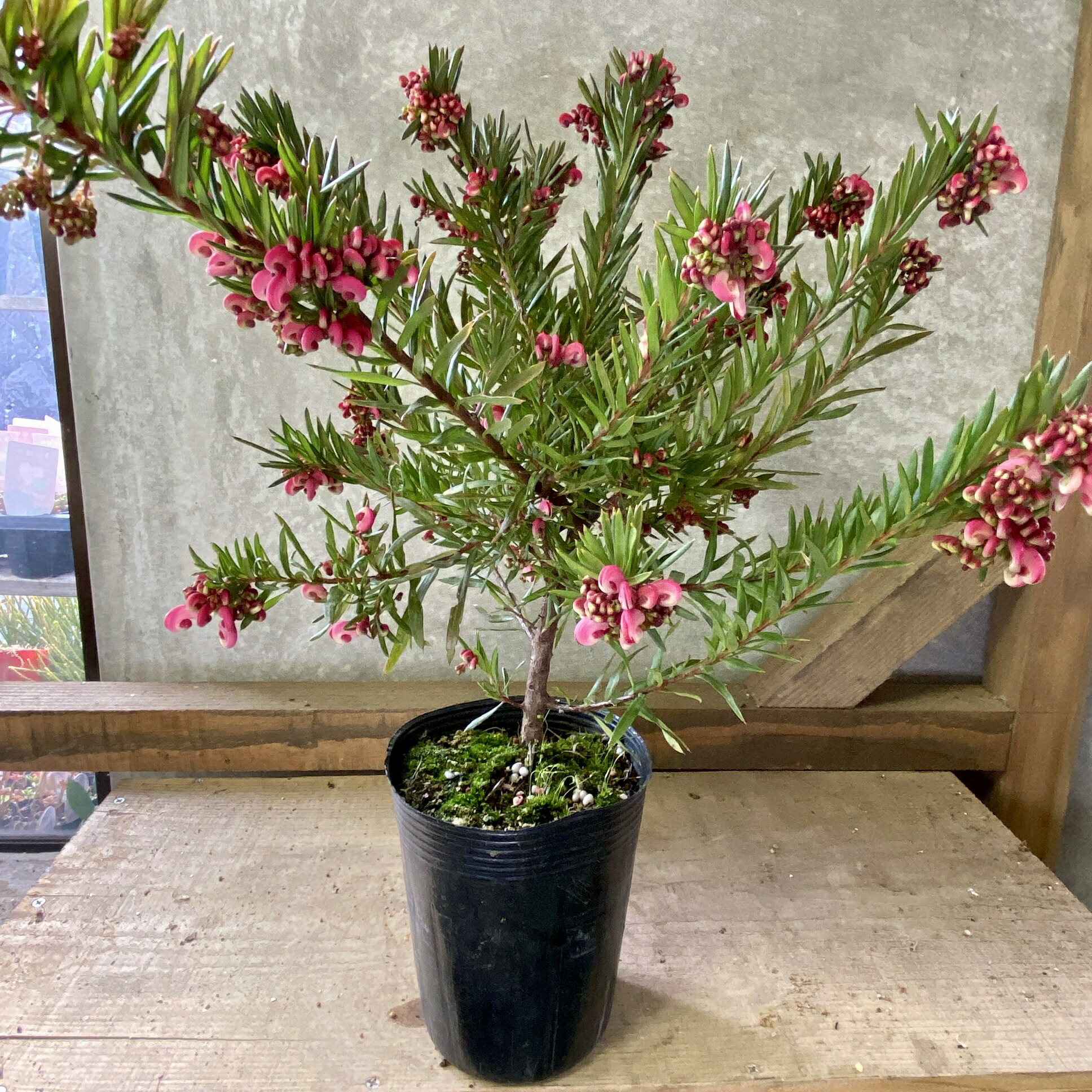 楽天市場】【現品・現物】グレビレア・バンクシー グレビリア