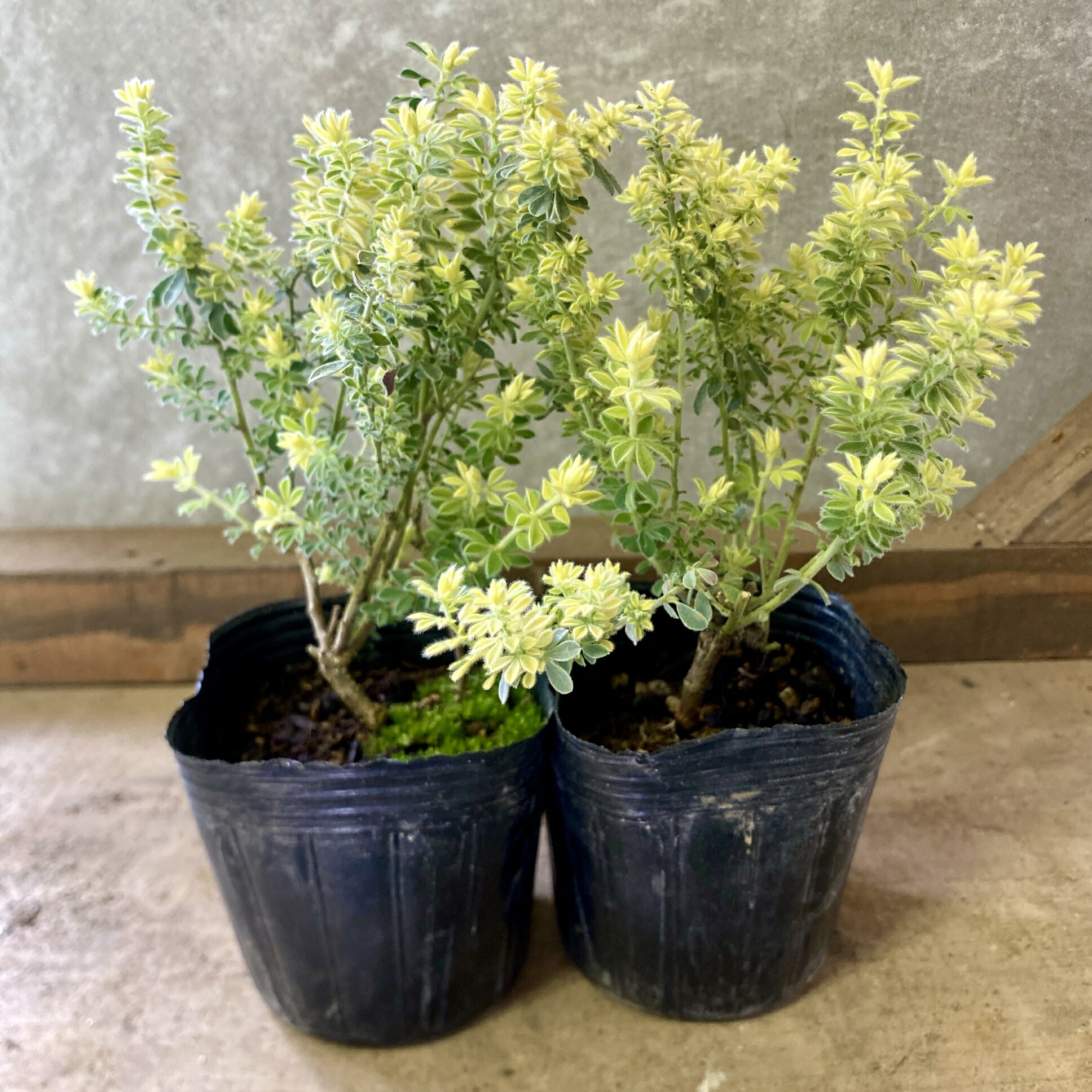 楽天市場】ロータス ブリムストーン 花苗 柔らかなライムグリーンの葉