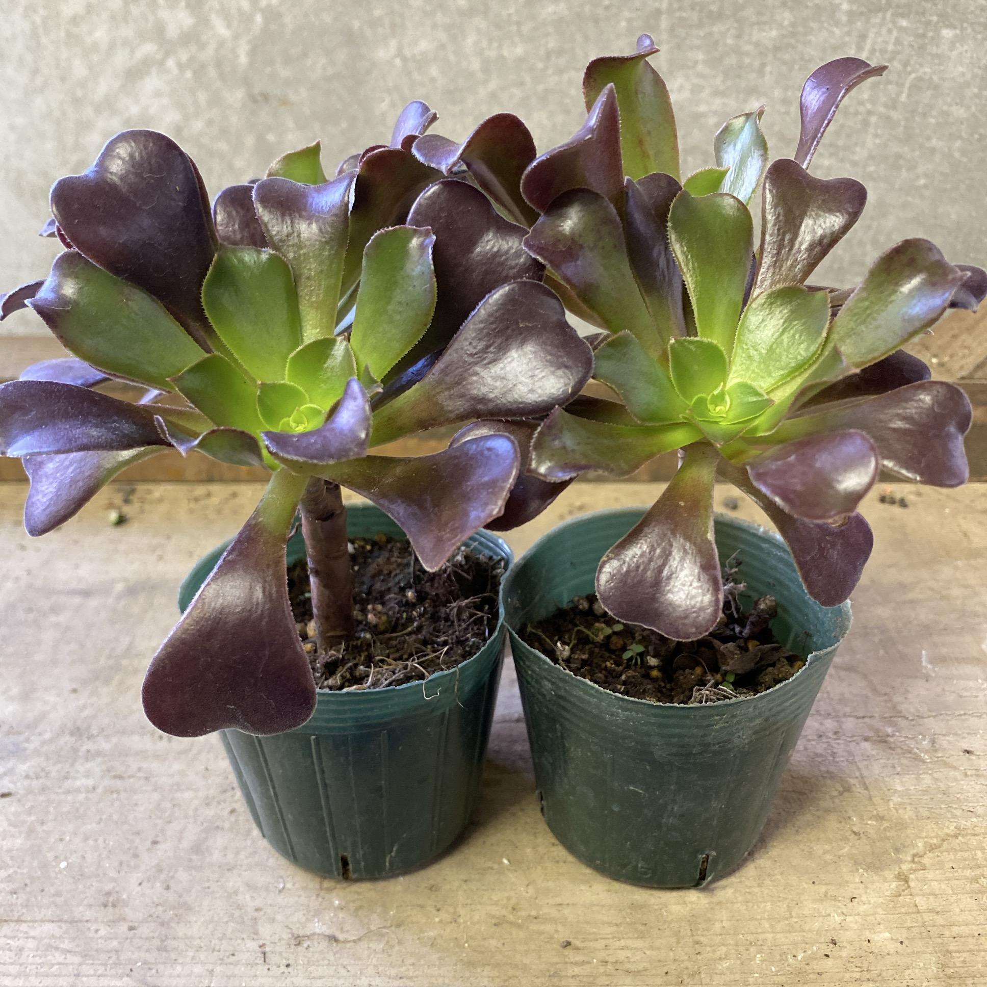 楽天市場】多肉植物 アエオニウム コーニッシュ トリビュート 矮性品種