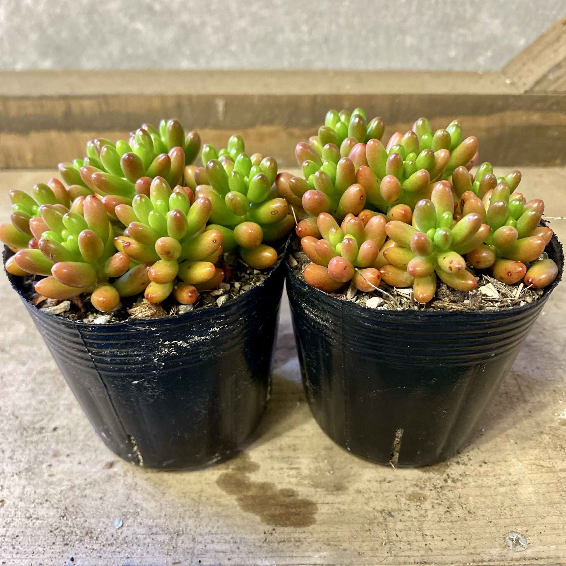 楽天市場】多肉植物 ポット苗 多肉 アメジスチヌム : GREEN OASIS 楽天