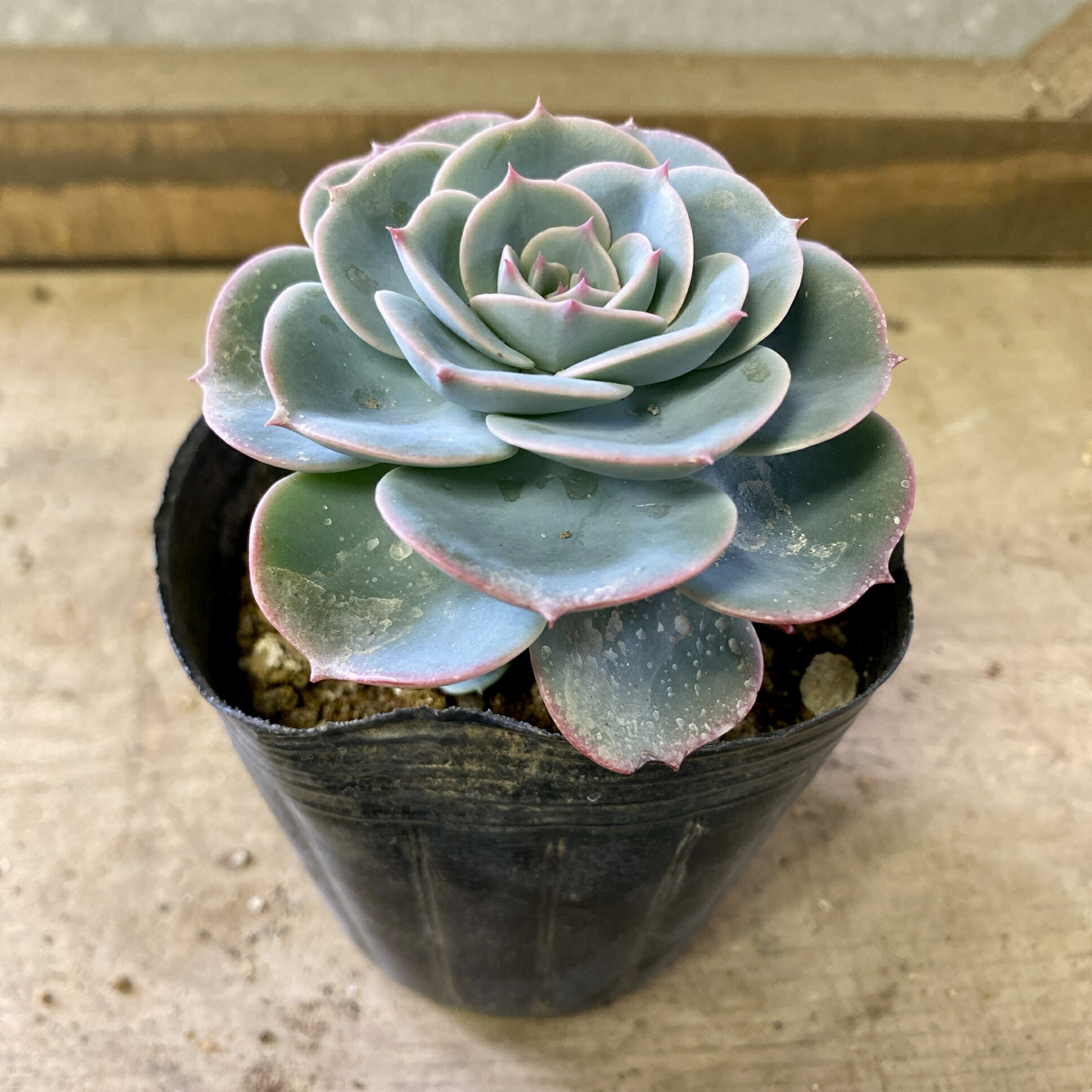 楽天市場】多肉植物 エケベリア 七福神 3.5号サイズ 苗 草幅12cmから