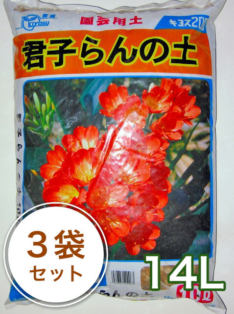 特価 君子蘭 横蘭 3株 クンシラン（君子蘭）の育て方｜HowTo情報