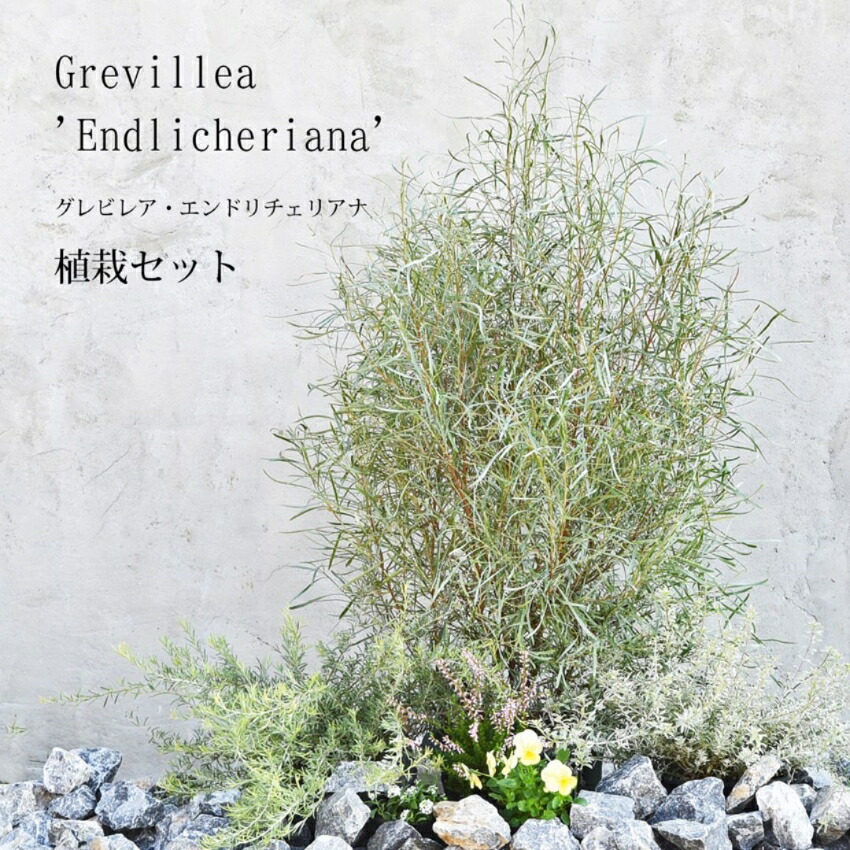 グレビレア エンドリチェリアナ | hirai f-m グレビレア エンドリ