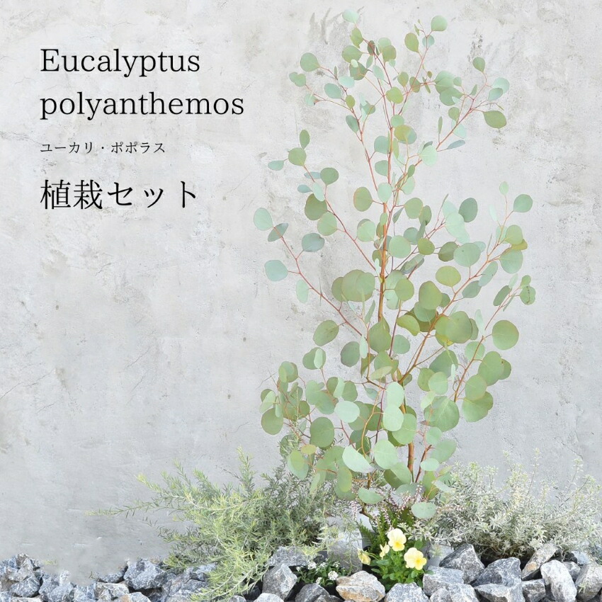 ユーカリノキ ポポラス  【おまかせ植栽書き割り】 メイン苗1鉢 中苗2鉢 小苗3鉢 計6鉢 ガーデニング 寄せ植え 【5取り引き日以内に送りとどける】 【北海道・沖縄・離島への送りとどける不可】