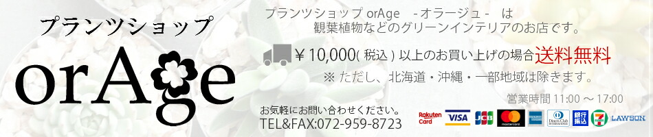 プランツショップorAge:観葉植物などを取り扱っているグリーンインテリアのショップです。