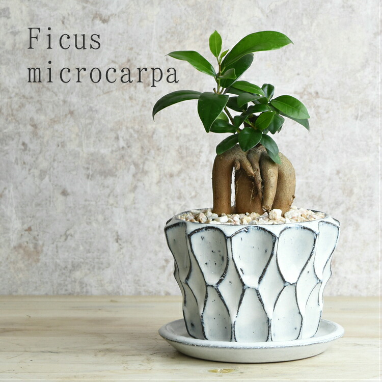 楽天市場 信楽焼 ガジュマル 鉢植え 国産鉢 陶器鉢 多幸の木 観葉植物 おしゃれ ５営業日以内に発送 ミドル 敬老の日 ギフト 卓上サイズ 精霊の住む木 プレゼント 贈り物 送料無料 北海道 沖縄 離島は配送不可 プランツショップorage