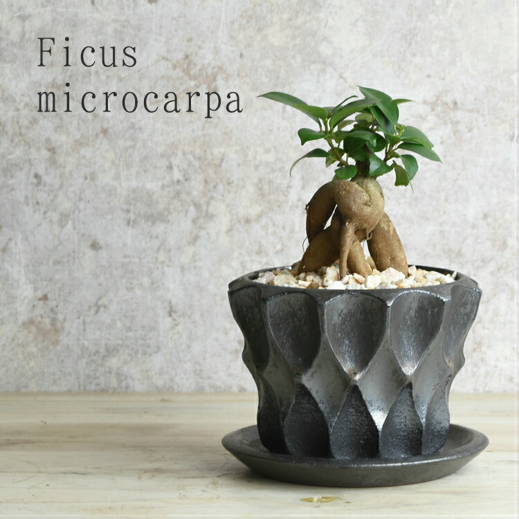 【信楽焼】 ガジュマル 鉢植え 国産鉢 瀬戸もの鉢 仕合わせの木 観葉草木 今めかしい 【5取り引き日以内に送りとどける(週末祝は定休日日)】 [真っただ中]  父の日 差し上げ物 卓上大いさ 霊魂の住む木 差し上げ物 差し上げ物 【貨物輸送無料】 【※北海道・沖縄・離島は送りとどける不可】