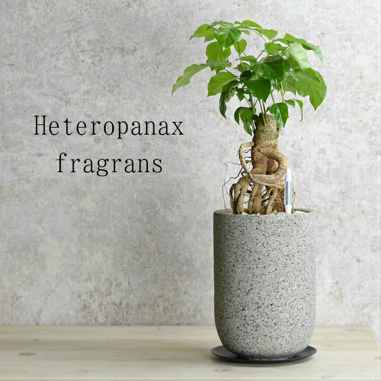 個性的な幹がおしゃれでかっこいい植物 水分計のサスティー付き ギフト ヘテロパナックス レア 父の日 鉢植え ストーン風セメント鉢 父の日 おしゃれ レア おしゃれ インテリア 観葉植物 贈り物 5営業日以内に発送 卓上 モダンでかっこいい 送料無料 個性的な幹がおしゃれでかっこいい植物 水分計のサスティー付き ギフト ヘテロパナックス レア 父の日 鉢植え ストーン風セメント鉢 父の日 おしゃれ レア おしゃれ インテリア 観葉植物 贈り物 5営業日以内に発送 卓上 モダンでかっこいい 送料無料