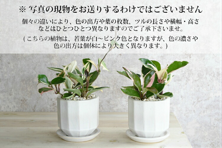 信楽焼 ホヤ カルノーサ 鉢植え 国産鉢 陶器鉢 サクララン 観葉植物 おしゃれ 母の日 ギフト ホワイト ブルー ブラック 卓上サイズ プレゼント 贈り物 送料無料 北海道 沖縄 離島は配送不可 Giosenglish Com