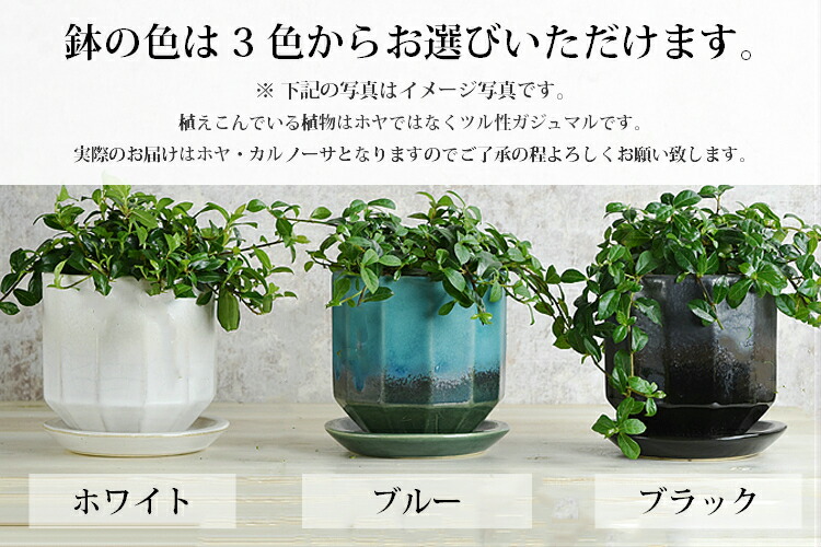 信楽焼 ホヤ カルノーサ 鉢植え 国産鉢 陶器鉢 サクララン 観葉植物 おしゃれ 母の日 ギフト ホワイト ブルー ブラック 卓上サイズ プレゼント 贈り物 送料無料 北海道 沖縄 離島は配送不可 Giosenglish Com