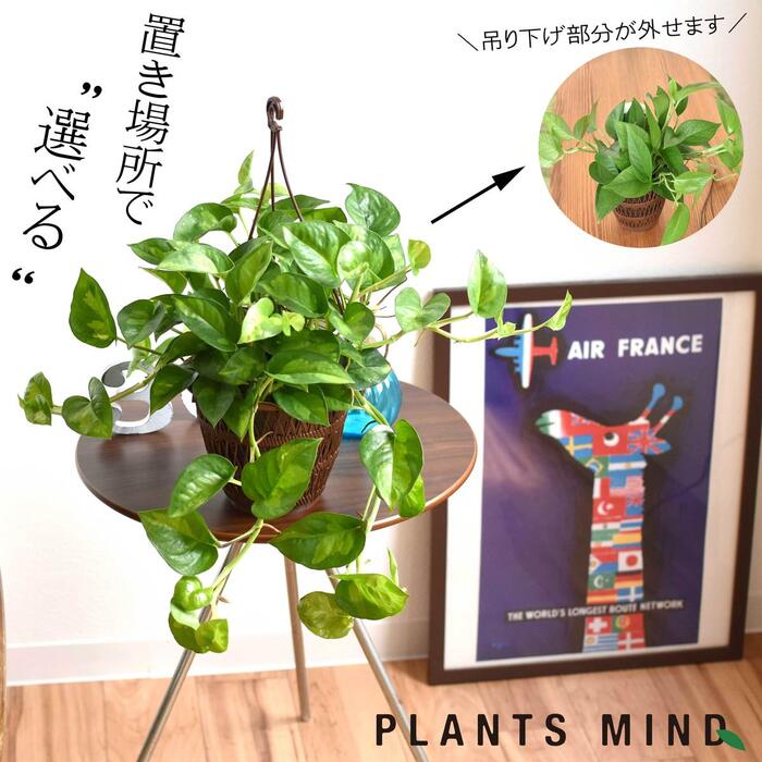 楽天市場 全品5 オフ ポイント5倍 8 10 0 00から 観葉植物 小さい 吊り下げ 鉢 おしゃれ Saari グリーンネックレス ハンギングプランター ミニ セット 土 小さい 北欧 インテリア 開店祝 新築祝 引っ越し祝 育てやすい 壁掛け ミニ観葉植物 コテラ Koteraグリーン