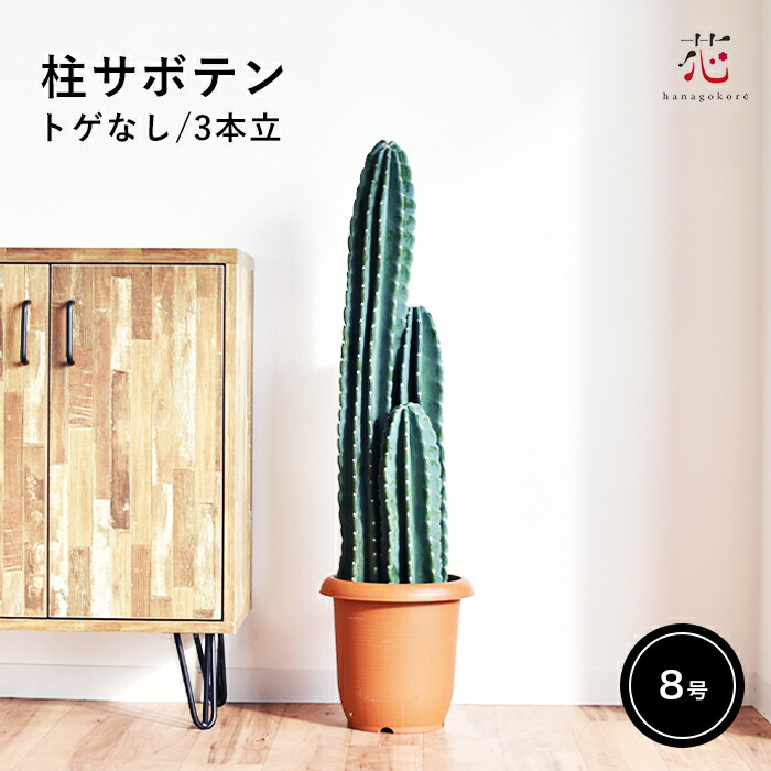 【♥︎】かわいいサボテン収納トレイ 楽天市場】【サボテン 寄せ植え / ブリキ トレイ L“ベクトル