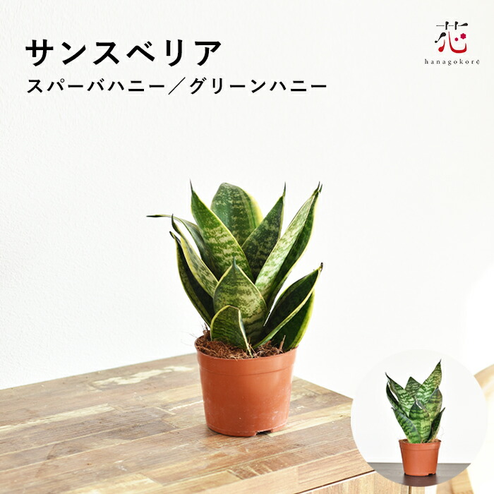 サンスベリア ゴールデンハニー 2.5号ポット 24個 まとめ 鉢ごと 観葉