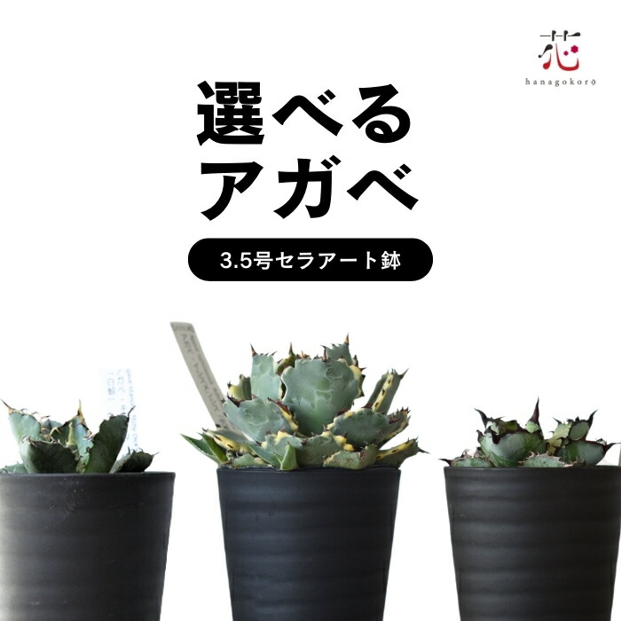 楽天市場】アガベ「ブルー・エンバー」 3号ロングポット : 四国