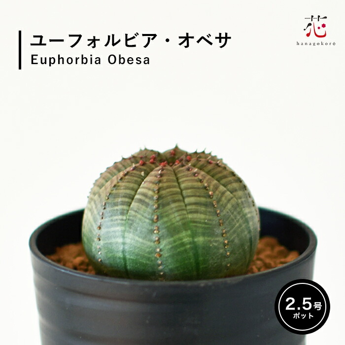 楽天市場】多肉植物：ユーフォルビア オベサ梵天*幅3.5cm : 遊恵盆栽