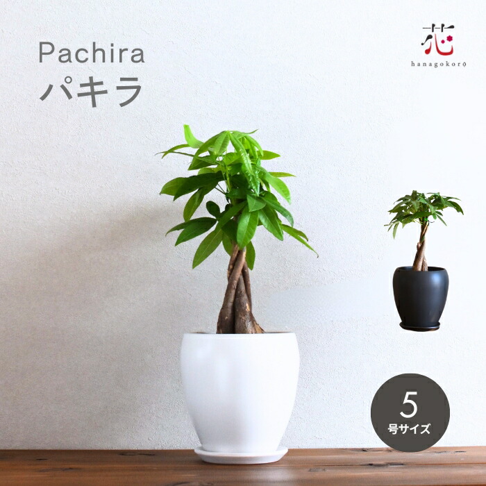観葉植物　パキラ　アクアティカ　グラブラ　編み込み仕立て ８号鉢 観葉植物 大型 パキラ アクアティカ 発財樹 8号 選べる鉢カバー