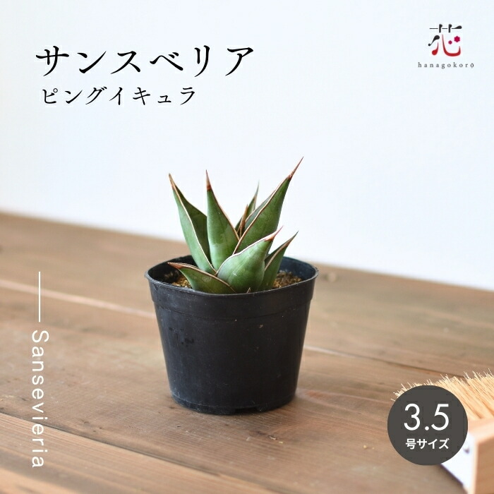 楽天市場】サンスベリア ピングイキュラ ピンクイグラ 希少品種 3.5寸
