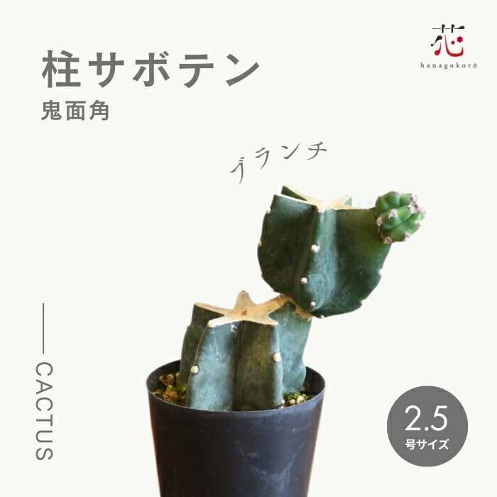 サボテン 柱サボテン・鬼面閣 5号 | 日本ライン花木センター