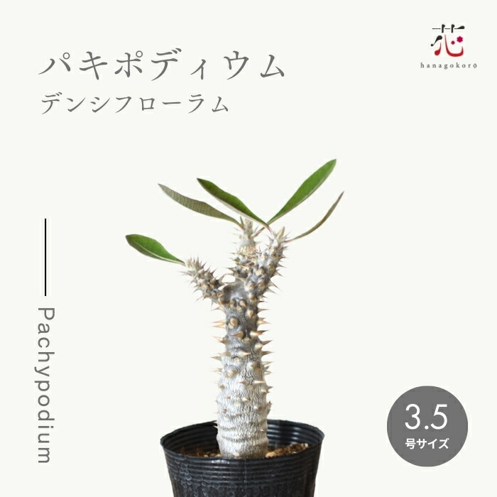 楽天市場】【期間限定ポイント20倍！】パキポディウム デンシ