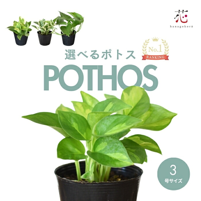 ポトス グローバルグリーン エンジョイ エメラルド 3号 苗 観葉植物