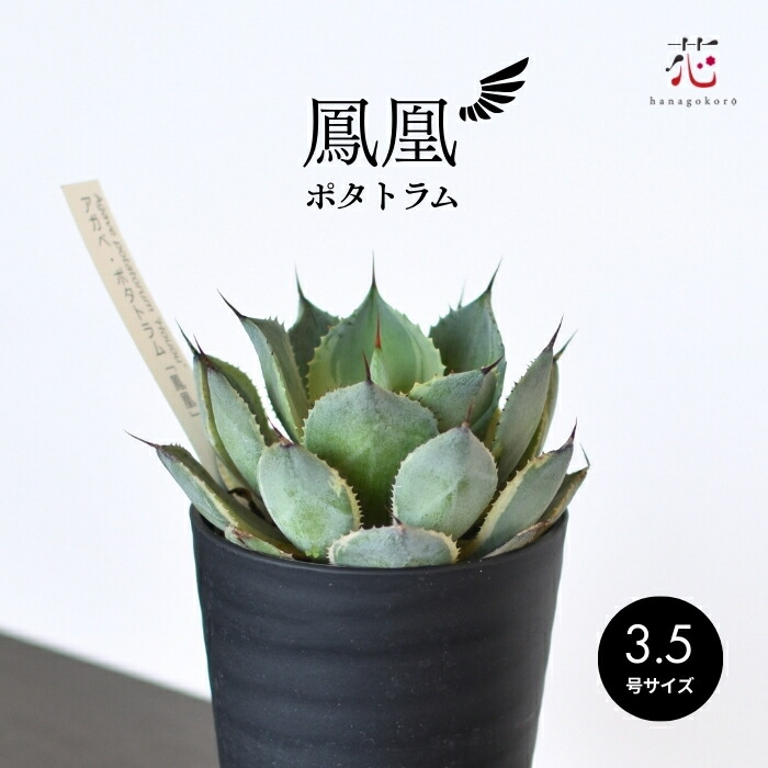 楽天市場】【店内2個同時購入10％OFFクーポン配布中