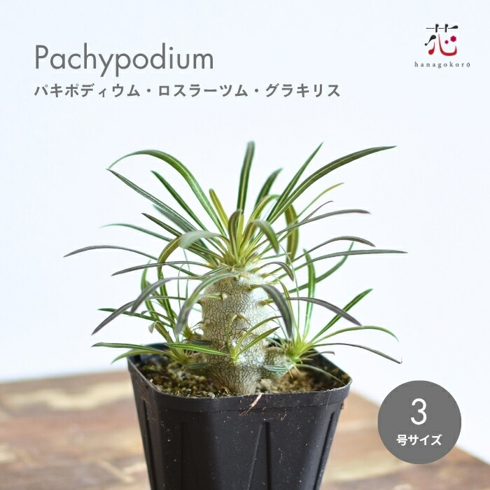楽天市場】多肉植物 caパキポディウム グラキリス 実生 7.5cm