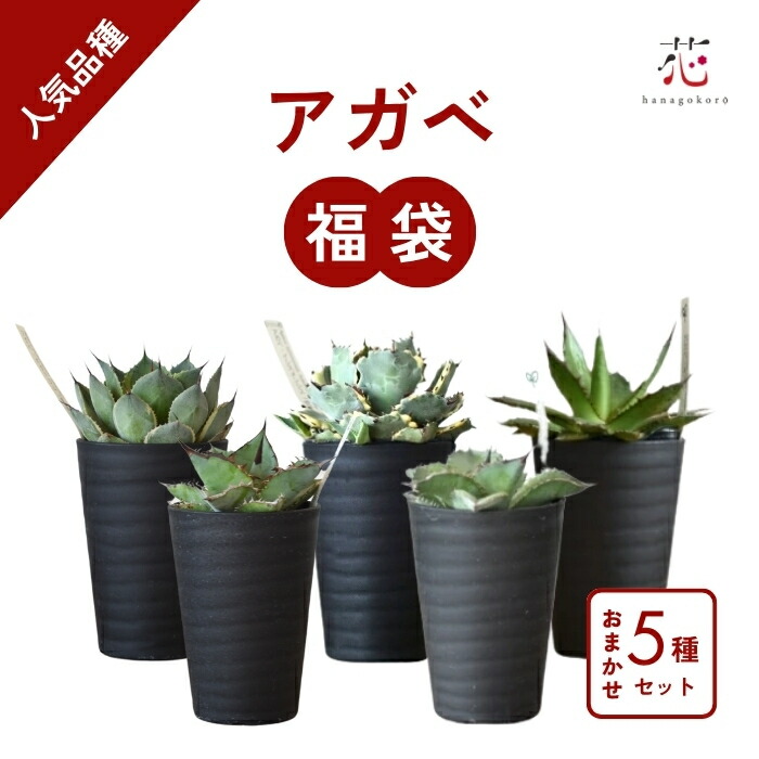 楽天市場】アガベ おまかせ3苗セット 2号ポット苗 : 苗木部 by