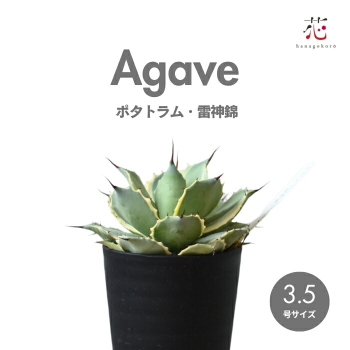 【鉢ごと発送】人気のチタノタ12種セット【ネームタグ付】 アガベ チタノタ デザイン黒陶器鉢 黒石付｜郵便局のネットショップ