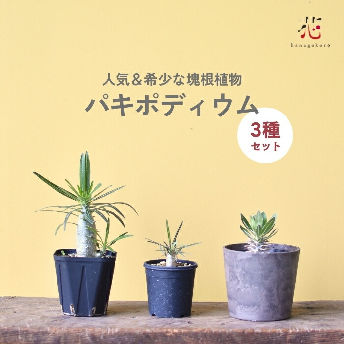 楽天市場】パキポディウム 3種セット ロスラーツム グラキリス 実生